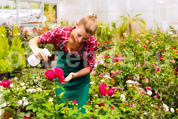 Boutures Rose - un moyen facile de propagation végétative
