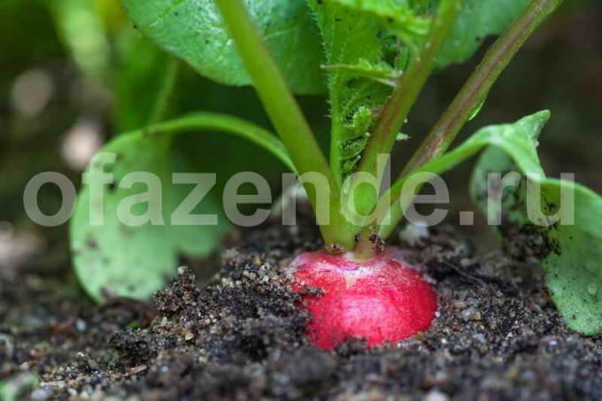 La plantation des radis dans le sol