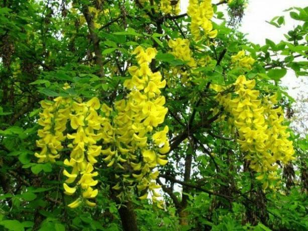 arborescens Caragana (acacia jaune)
