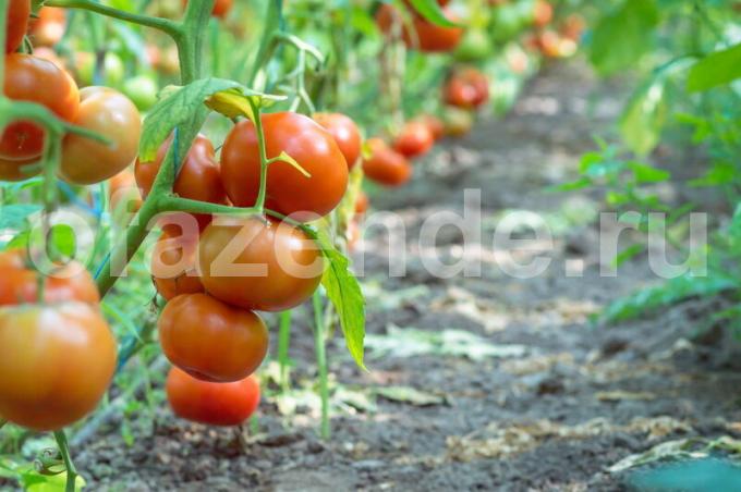 La culture des tomates. Illustration pour un article est utilisé pour une licence standard © ofazende.ru