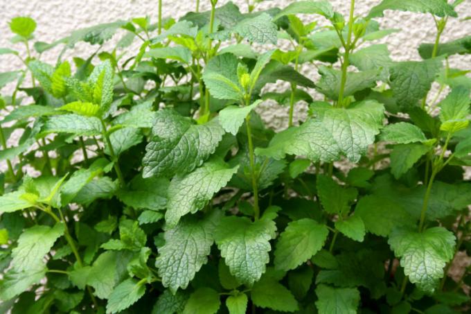 Plusieurs raisons à la menthe des plantes dans le jardin