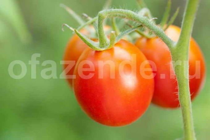 La culture des tomates. Illustration pour un article est utilisé pour une licence standard © ofazende.ru