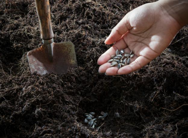 Le sol et les graines pour les plantations. Illustration pour un article est utilisé pour une licence standard © ofazende.ru