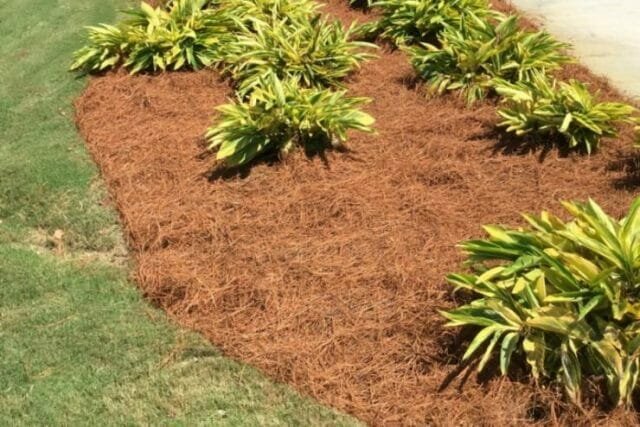 couche Mulch supprime rasprorastanie les mauvaises herbes et inhibe leur croissance. Illustration de cet article proviennent de sources publiques
