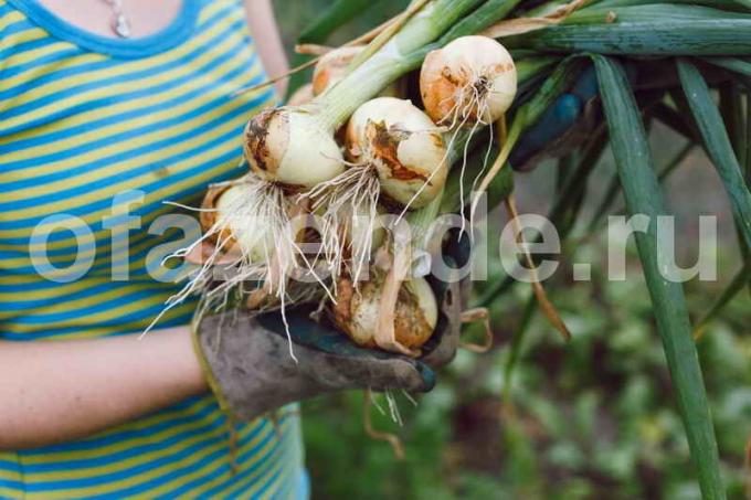 Comment obtenir une grande récolte d'oignons: 4 Conseils rapides