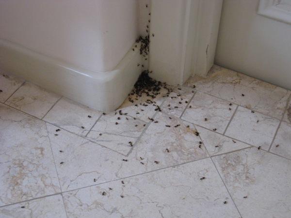 Aide à se débarrasser des fourmis par l'utilisation simultanée de divers produits.