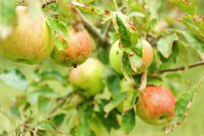 Pourquoi les feuilles pommes et de poires papillotes - Causes et conseils