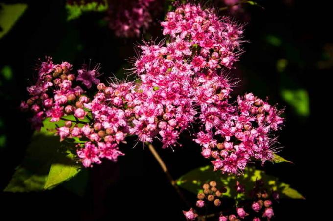 Spiraea japonica. Illustration pour un article est utilisé pour une licence standard © ofazende.ru