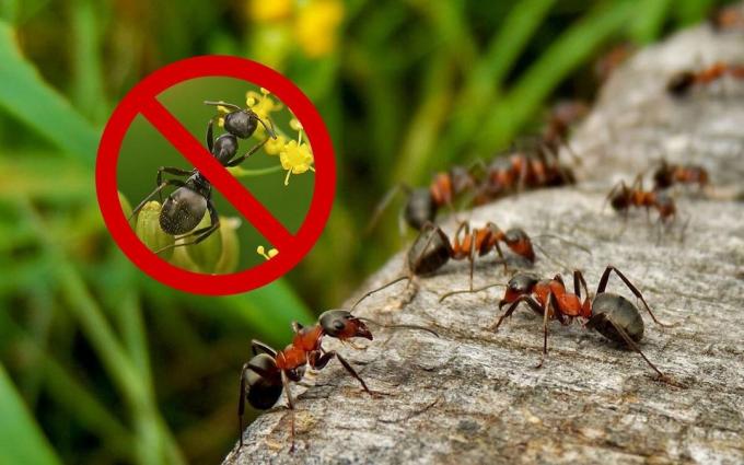 Des moyens efficaces (recette), qui va se débarrasser des fourmis et des guêpes à leur chalet d'été