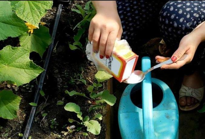  Le bicarbonate de soude - c'est un matériau simple et abordable, qui est disponible dans presque toutes les cuisines. Beaucoup de femmes utilisent la poudre à pâte, et ne sont même pas au courant de ce qui a encore des propriétés merveilleuses de cette composition. Par conséquent, il est temps de reconstituer vos trucs de ménage tirelire et apprendre d'autre aide peut pour résoudre la soude de nombreux problèmes internes et des troubles. 