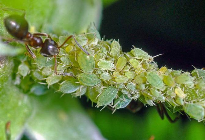 Comment se débarrasser des pucerons et les fourmis sur les arbres en même temps