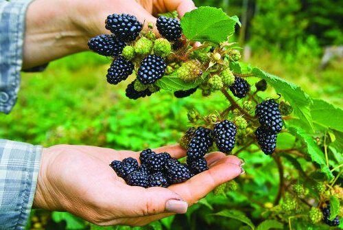 Comment planter et entretenir un jardin blackberry