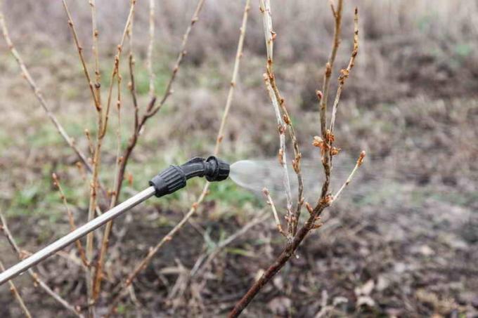 Prendre soin de groseilles correctement