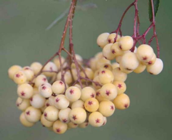 feuilles gracieuses, ressemblant à des feuilles de fougère