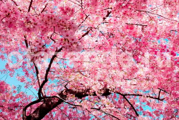 Fleurs de cerisier sont nombreux - et un peu de fruits