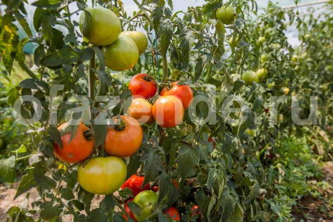 tomates mûrissement. Illustration pour un article est utilisé pour une licence standard © ofazende.ru