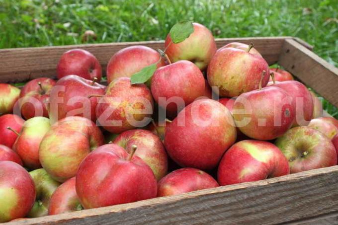 Garder les pommes. Illustration pour un article est utilisé pour une licence standard © ofazende.ru