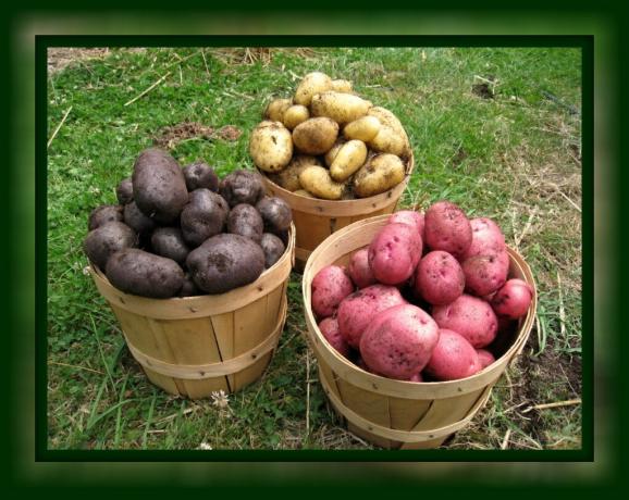 Comment sauver les pommes de terre fraîches jusqu'au printemps à la maison, sans caves (d'une manière simple et directe) 🥔🥔🥔