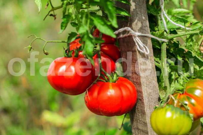 La culture des tomates. Illustration pour un article est utilisé pour une licence standard © ofazende.ru
