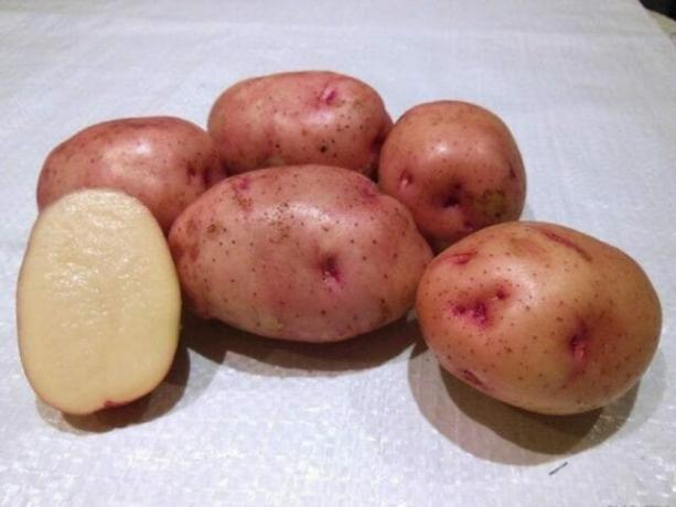 7 meilleures variétés de pommes de terre