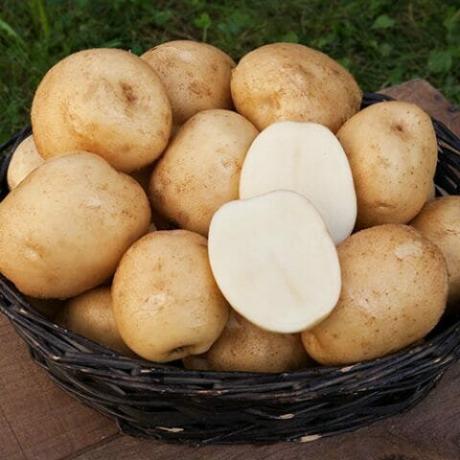 variétés de pommes de terre, « Blanche-Neige »