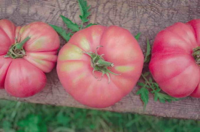 tomates roses. Illustration pour un article est utilisé pour une licence standard © ofazende.ru