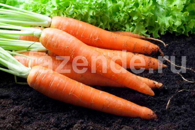 Carottes Sow: conseils sur la plantation et les soins