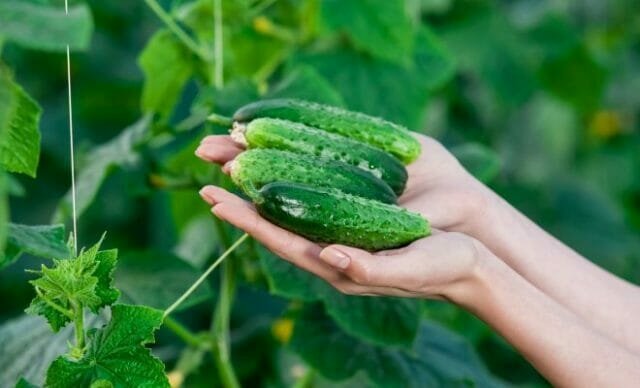 Cultivez délicieux concombre: les secrets de jardiniers expérimentés