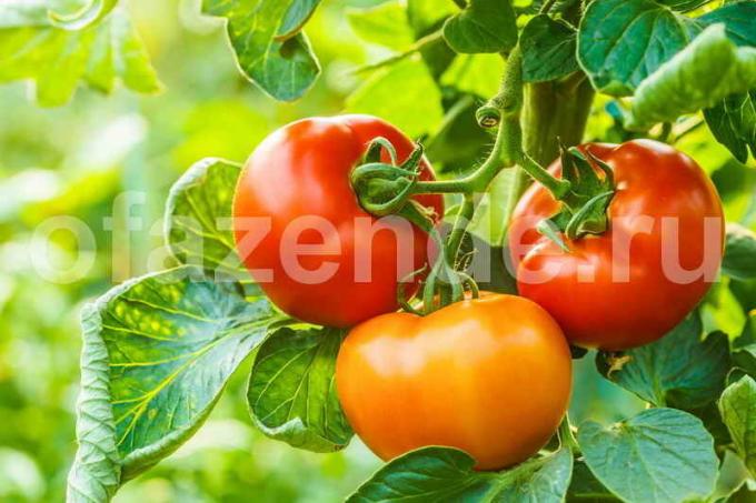 La culture de tomates dans la serre (Photo utilisée sous la licence standard © de ofazende.ru)