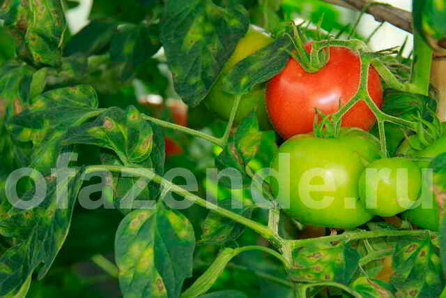 Feuilles jaunes de la tomate. Illustration pour un article est utilisé pour une licence standard © ofazende.ru