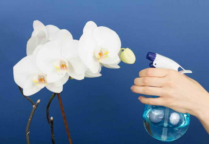 Arrosage des orchidées. Illustration pour un article est utilisé pour une licence standard © ofazende.ru