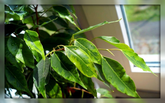 Ficus benjamina - fleur purifier l'air dans votre maison et de l'énergie et comment l'utiliser pour attirer la richesse et la prospérité!