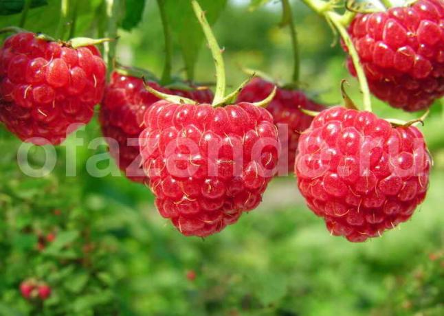 Le succès de framboises façon de plus en plus