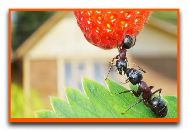 Les fourmis de manger des fraises
