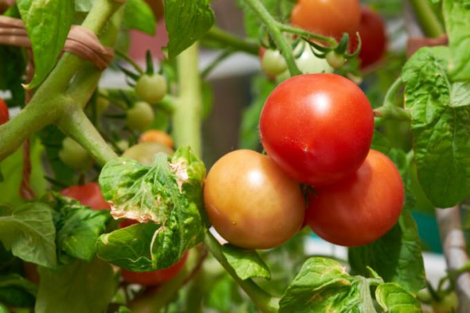 Les taches brunes-brunes sur les feuilles de tomates: ce qu'elle est et comment combattre