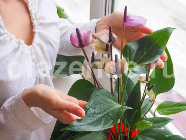 Growing plantes d'intérieur. Illustration pour un article est utilisé pour une licence standard © ofazende.ru
