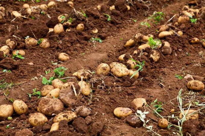 Comment protéger les pommes de terre de la dégénérescence