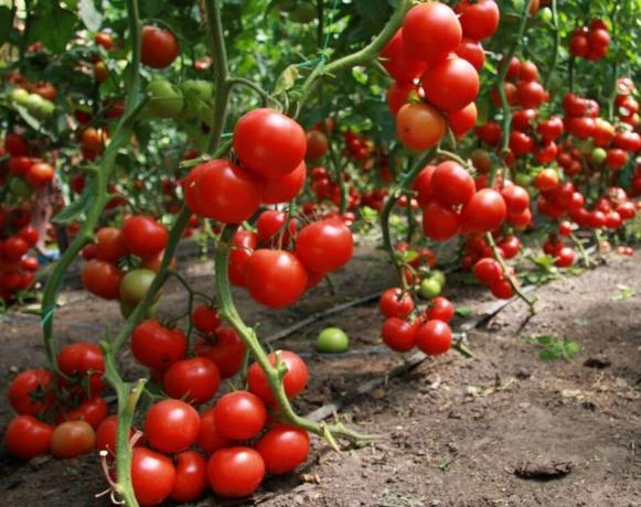 Comment obtenir une bonne récolte de tomates