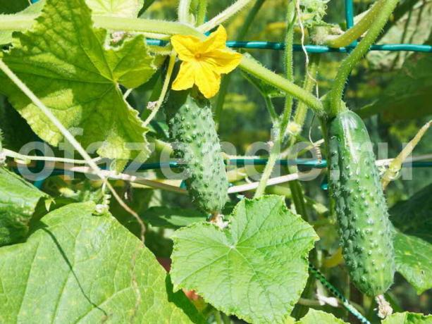 L'iode et vert brillant augmentera la récolte de concombres et sauver des maladies