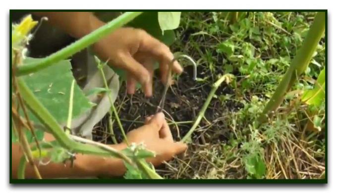 Comment prolonger la fructification des concombres dans le sol ouvert jusqu'à ce que le gel
