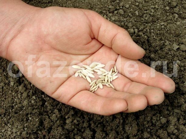 Semer les graines de concombres en Juillet. Illustration pour un article est utilisé pour une licence standard © ofazende.ru