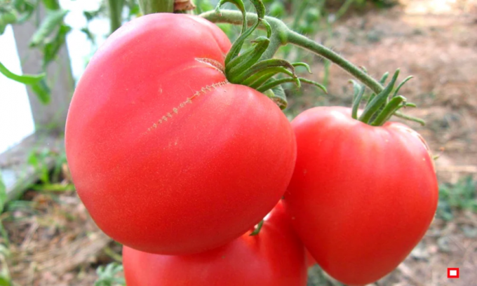 Aperçu 4 variétés des plus cool et qui donne, au début de tomate de haut pour le champ ouvert et les serres