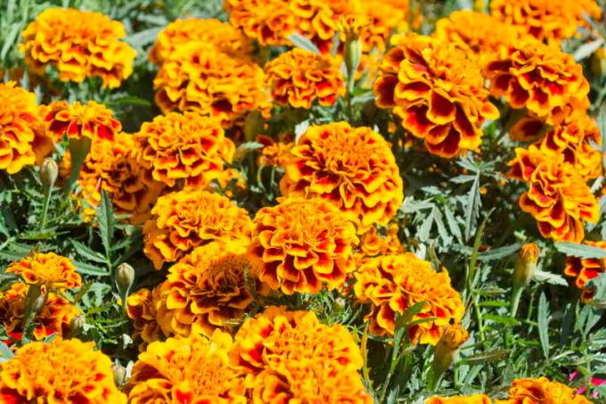 La plantation dans les germes marigolds au sol sans