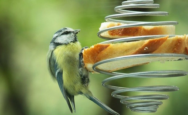 Mangeoires d'oiseaux inhabituels sur des matériaux de rebut