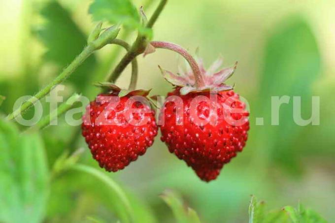 la culture des fraises. Illustration pour un article est utilisé pour une licence standard © ofazende.ru
