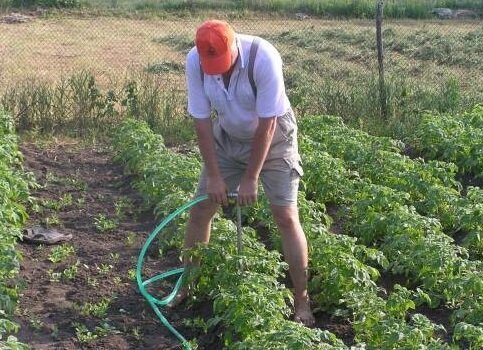 Comment arroser les pommes de terre pour obtenir le rendement maximal