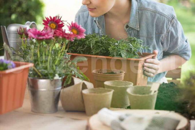 Growing plantes d'intérieur. Illustration pour un article est utilisé pour une licence standard © ofazende.ru
