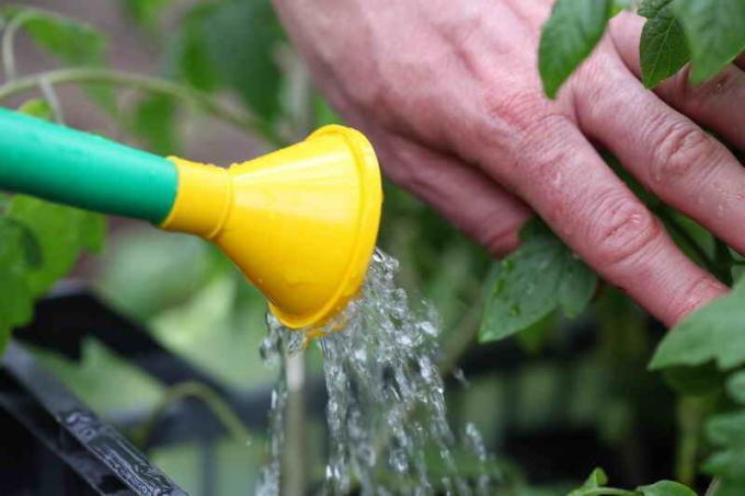 Des erreurs dans la culture de tomates