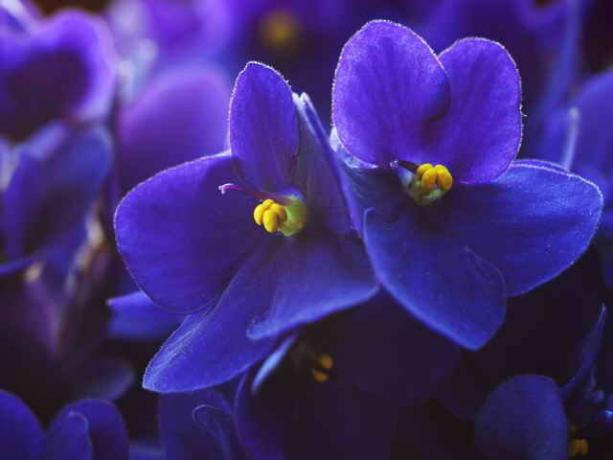 violettes pourpres sont un signe de leur propre développement et la croissance spirituelle, aide aux relations avec les autres Normalize, apportent l'harmonie dans la communication. (Photo utilisée sous la licence standard © ofazende.ru)