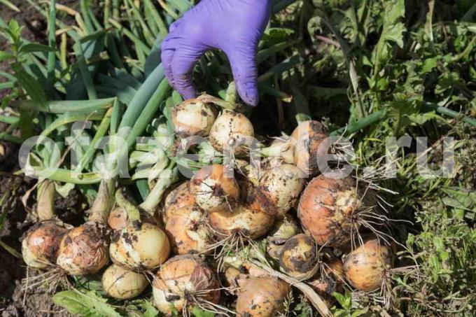 Tout à propos de la plantation d'oignons façon chinoise